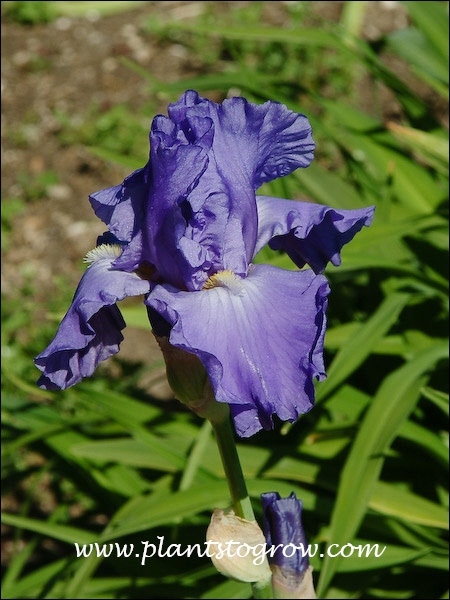 Tall Bearded Iris Fuji Skies
orient blue with touch of white under beard
white tipped beard
29 inches
1990 Tompkins